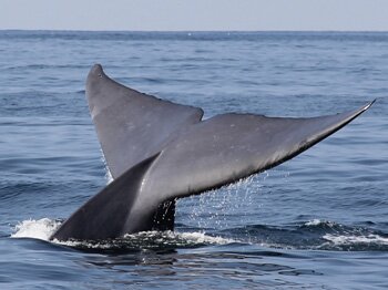 whaletail2