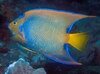 Angelfish_Queen.mpg