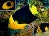 Filename=Angelfish_RockBeauty.mpg Filesize=3302KB Dimensions=0x0 Date added=Nov 09, 2006 Angelfish_RockBeauty.mpg