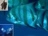 Filename=AtlanticSpadefish.mpg Filesize=3872KB Dimensions=0x0 Date added=Nov 09, 2006 AtlanticSpadefish.mpg