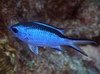 Filename=BlueChromis.mpg Filesize=2346KB Dimensions=0x0 Date added=Nov 09, 2006 BlueChromis.mpg