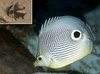 Filename=Butterfly_4eye.mpg Filesize=3395KB Dimensions=0x0 Date added=Nov 09, 2006 Butterfly_4eye.mpg
