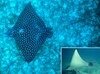 Filename=EagleRay.mpg Filesize=4125KB Dimensions=0x0 Date added=Nov 09, 2006 EagleRay.mpg