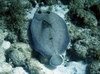 Filename=Flounder.mpg Filesize=4352KB Dimensions=0x0 Date added=Nov 09, 2006 Flounder.mpg