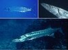 Filename=GreatBarracuda.mpg Filesize=2807KB Dimensions=0x0 Date added=Nov 09, 2006 GreatBarracuda.mpg