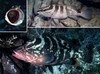 Filename=Grouper_Nassau.mpg Filesize=3210KB Dimensions=0x0 Date added=Nov 09, 2006 Grouper_Nassau.mpg