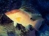 Filename=Hogfish.mpg Filesize=2244KB Dimensions=0x0 Date added=Nov 09, 2006 Hogfish.mpg