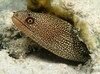 Filename=Moray_spotted.mpg Filesize=3046KB Dimensions=0x0 Date added=Nov 09, 2006 Moray_spotted.mpg