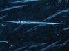 Filename=Needlefish.mpg Filesize=1456KB Dimensions=0x0 Date added=Nov 09, 2006 Needlefish.mpg