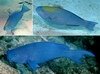 Parrotfish_Blue.mpg