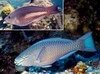 Filename=Parrotfish_Rainbow.mpg Filesize=2650KB Dimensions=0x0 Date added=Nov 09, 2006 Parrotfish_Rainbow.mpg