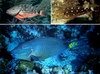 Filename=Parrotfish_Stoplight.mpg Filesize=2398KB Dimensions=0x0 Date added=Nov 09, 2006 Parrotfish_Stoplight.mpg