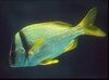 Filename=Porkfish.mpg Filesize=2186KB Dimensions=0x0 Date added=Nov 09, 2006 Porkfish.mpg