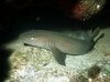 Filename=Shark_Nurse.mpg Filesize=2569KB Dimensions=0x0 Date added=Nov 09, 2006 Shark_Nurse.mpg