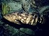 Filename=SpottedJewfish.mpg Filesize=5934KB Dimensions=0x0 Date added=Nov 09, 2006 SpottedJewfish.mpg