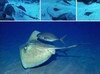 Filename=Stingray_Southern.mpg Filesize=3575KB Dimensions=0x0 Date added=Nov 09, 2006 Stingray_Southern.mpg