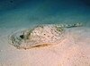 Filename=Stingray_Yellow.mpg Filesize=3130KB Dimensions=0x0 Date added=Nov 09, 2006 Stingray_Yellow.mpg