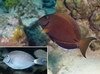 Filename=Surgeonfish.mpg Filesize=2188KB Dimensions=0x0 Date added=Nov 09, 2006 Surgeonfish.mpg