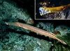 Filename=Trumpetfish.mpg Filesize=3422KB Dimensions=0x0 Date added=Nov 09, 2006 Trumpetfish.mpg