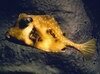 Filename=Trunkfish1.mpg Filesize=1023KB Dimensions=0x0 Date added=Nov 09, 2006 Trunkfish1.mpg