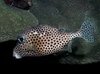 Filename=Trunkfish_spotted.mpg Filesize=3368KB Dimensions=0x0 Date added=Nov 09, 2006 Trunkfish_spotted.mpg