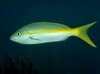 Filename=YellowtailSnapper.mpg Filesize=2290KB Dimensions=0x0 Date added=Nov 09, 2006 YellowtailSnapper.mpg