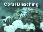 Filename=Coral_Bleaching.mp4
Filesize=15564KiB
Dimensions=320x240
Date added=Sep 14, 2017 Coral_Bleaching.mp4