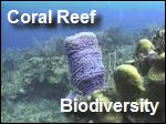Filename=Coral_Reef_Biodiversity.mp4
Filesize=11550KiB
Dimensions=320x240
Date added=Sep 14, 2017 Coral_Reef_Biodiversity.mp4