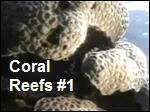 Filename=Coral_Reefs1.mp4
Filesize=31130KiB
Dimensions=320x240
Date added=Sep 14, 2017 Coral_Reefs1.mp4