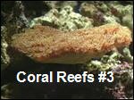 Filename=Coral_Reefs3.mp4
Filesize=1361KiB
Dimensions=320x240
Date added=Sep 14, 2017 Coral_Reefs3.mp4