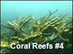 Filename=Coral_Reefs4.mp4
Filesize=7433KiB
Dimensions=320x240
Date added=Sep 14, 2017 Coral_Reefs4.mp4