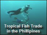 Filename=Coral_Reefs_Philippines.mp4
Filesize=9876KiB
Dimensions=320x240
Date added=Sep 14, 2017 Coral_Reefs_Philippines.mp4