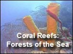 Filename=Coral_Reefs_SeaForests.mp4
Filesize=15490KiB
Dimensions=320x240
Date added=Sep 14, 2017 Coral_Reefs_SeaForests.mp4