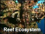 Filename=Coral_Reefs___Ecosystems.mp4
Filesize=6691KiB
Dimensions=320x240
Date added=Sep 14, 2017 Coral_Reefs___Ecosystems.mp4