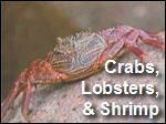 Crabs__Lobsters__and_Shrimp.asx