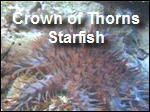 Filename=Crown_of_Thorns_Coral.asx Filesize=6873KB Dimensions=0x0 Date added=Nov 09, 2006 Crown_of_Thorns_Coral.asx
