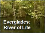 Everglades_River_of_Life.asx
