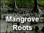 Filename=Mangrove_Roots_Breathing_Oxygen_in_a_Salty_World.mp4
Filesize=16988KiB
Dimensions=320x240
Date added=Sep 14, 2017 Mangrove_Roots_Breathing_Oxygen_in_a_Salty_World.mp4