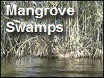 Filename=Mangrove_Swamps_Seagrasses.mp4
Filesize=4263KiB
Dimensions=320x240
Date added=Sep 14, 2017 Mangrove_Swamps_Seagrasses.mp4
