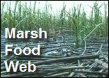 Filename=Marsh_Food_Web_.mp4
Filesize=9202KiB
Dimensions=320x240
Date added=Sep 14, 2017 Marsh_Food_Web_.mp4
