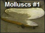 Filename=Molluscs1.asf Filesize=7124KB Dimensions=0x0 Date added=Nov 09, 2006 Molluscs1.asf