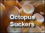 Octopus_Suckers.asf