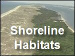 Filename=Shoreline_Habitats.mp4
Filesize=16747KiB
Dimensions=320x240
Date added=Sep 14, 2017 Shoreline_Habitats.mp4