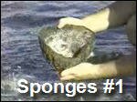 Sponges1.asf