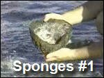 Filename=Sponges1.asf Filesize=3795KB Dimensions=0x0 Date added=Nov 09, 2006 Sponges1.asf