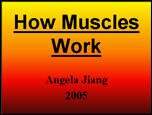 Filename=Muscles_AngelaJ.ppt Filesize=562KiB Dimensions=0x0 Date added=Nov 09, 2006 Muscles_AngelaJ.ppt