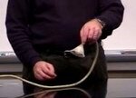 Filename=ppballfunnel.mp4 Filesize=1924KiB Dimensions=320x240 Date added=Sep 15, 2017 ppballfunnel.mp4